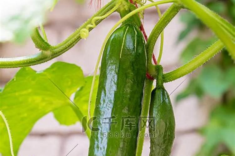 引起黄瓜烂蔓病害的原因有哪些？如何防治呢？