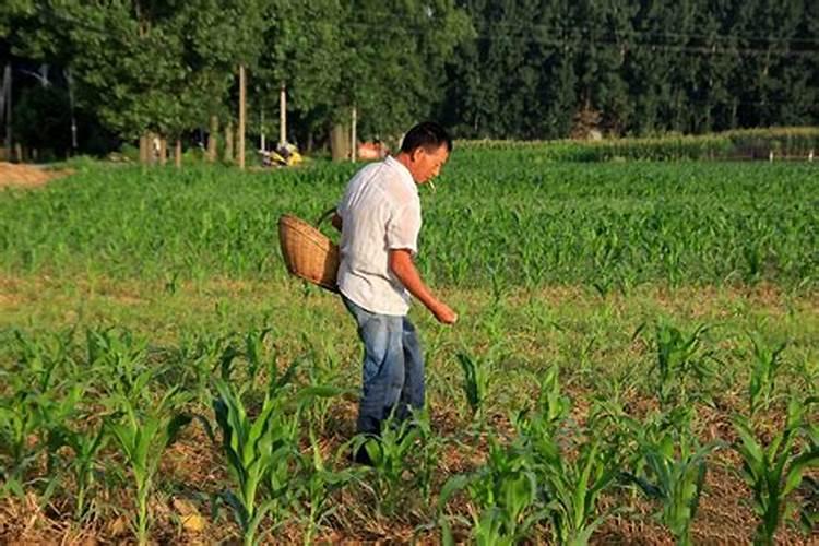 盆栽葫芦不开花怎么办 适当多施磷肥