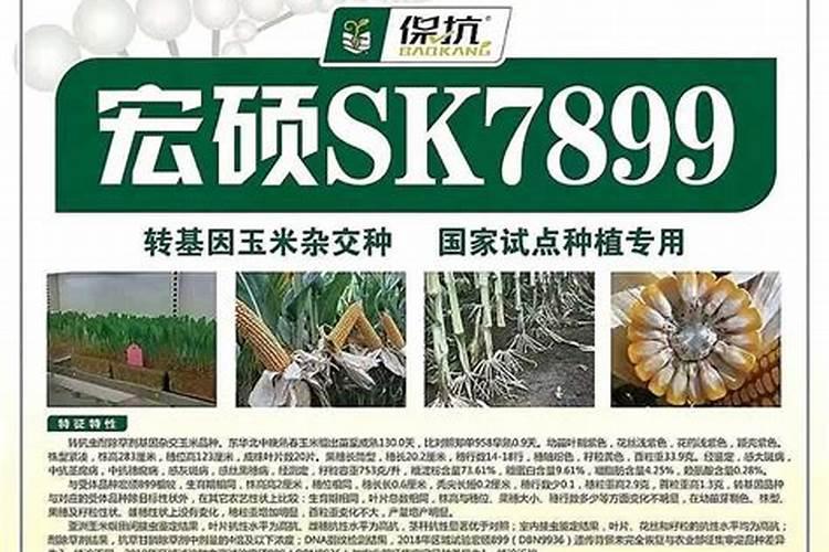 如何种植介兰头