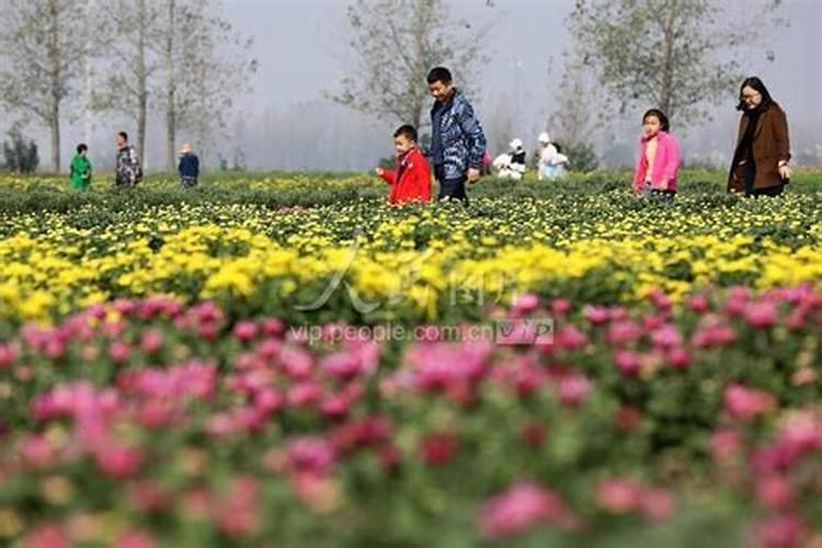 菊花有哪些需肥的特性？