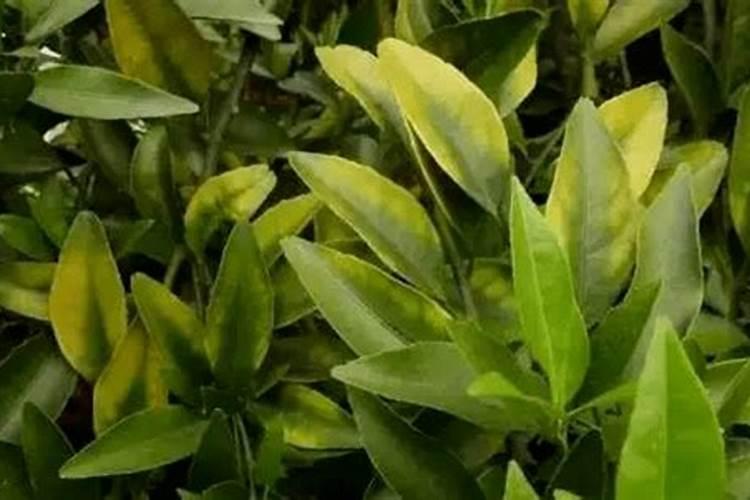 镁肥有哪些品种？如何施用？