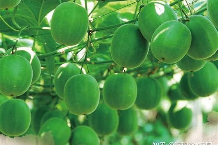 中量元素水溶肥料执行标准