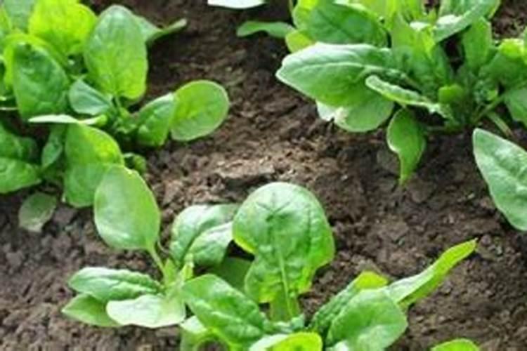 种菠菜用什么肥料 四季应该怎么办