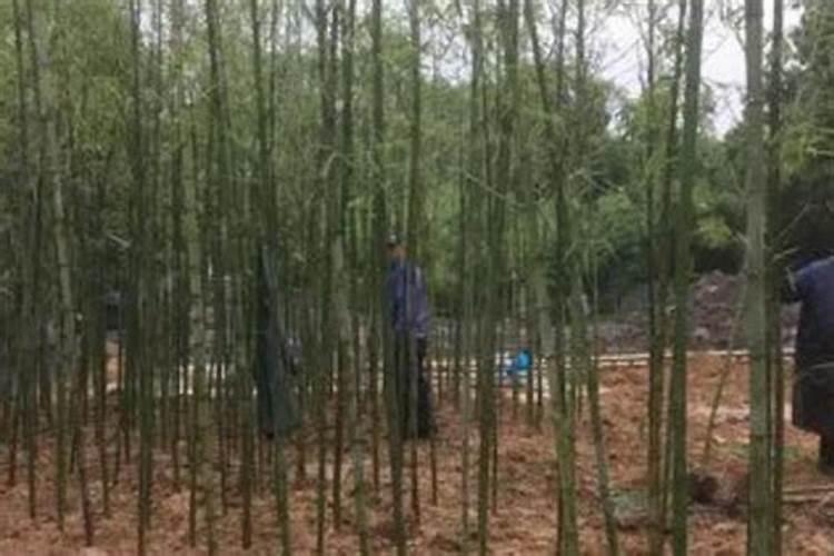 观音竹怎么养殖有哪些方法