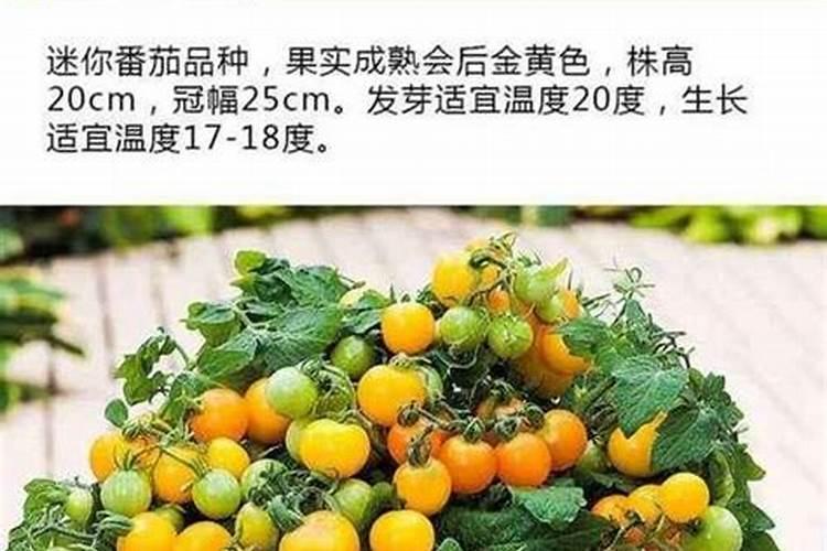 苹果园水栽培方法 山东烟台苹果果园水肥一体化栽培技术