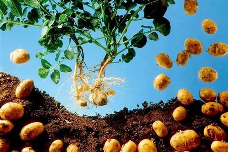 水稻一生对氮肥的要求,水稻一生需要多少个氮肥