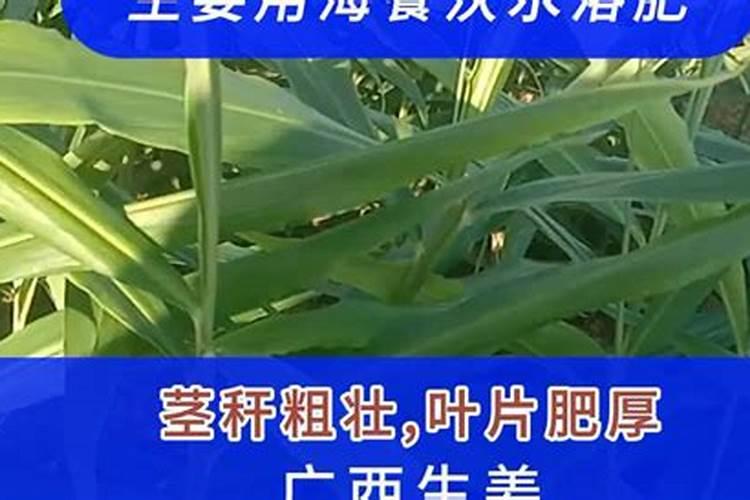 水溶肥如何使用效果更好
