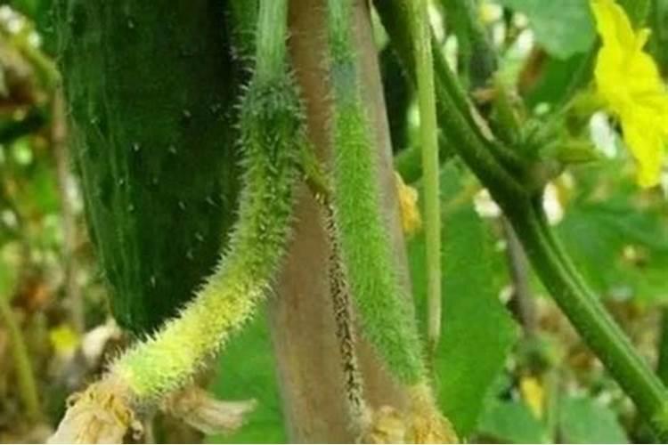 芸苔素治黄瓜花打顶吗