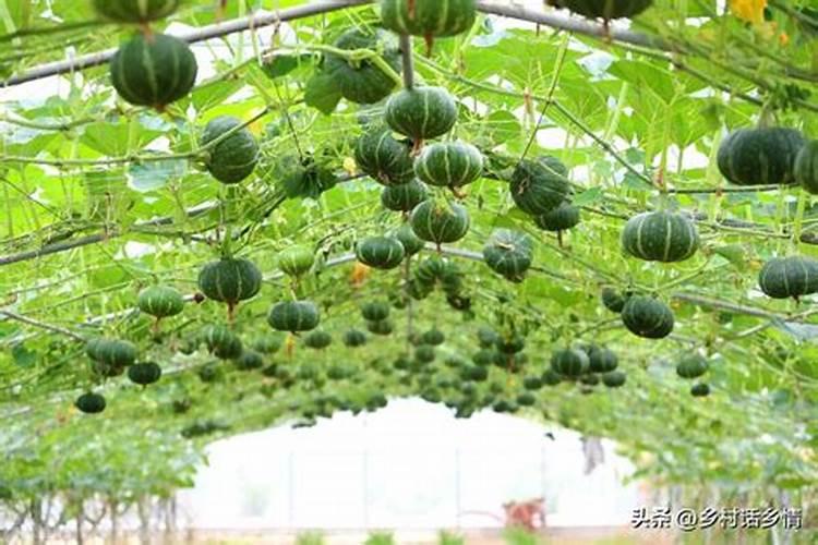 不知道我们家的南瓜为什么长不大呢？结了小瓜之后变黄然后掉落。百度知 ...