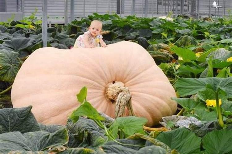 南瓜旺长不坐瓜是什么原因？是施肥太多了吗？