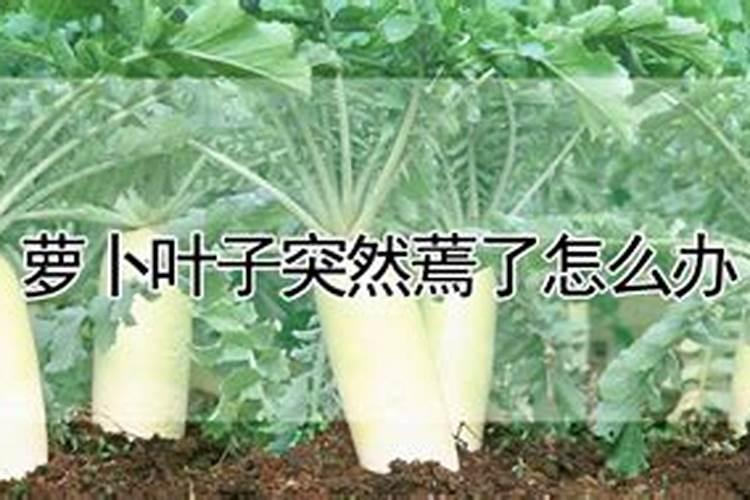胡萝卜高产需要啥肥料 施肥要点及注意事项