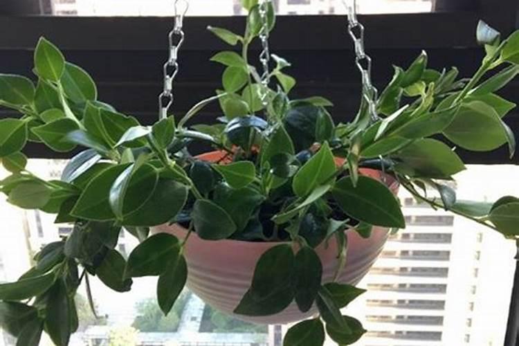 口红吊兰的花期浇水和施肥(开花期间浇水养护注意事项)