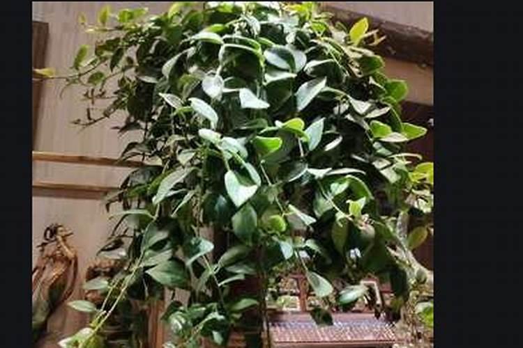 口红吊兰的花期浇水和施肥(开花期间浇水养护注意事项)