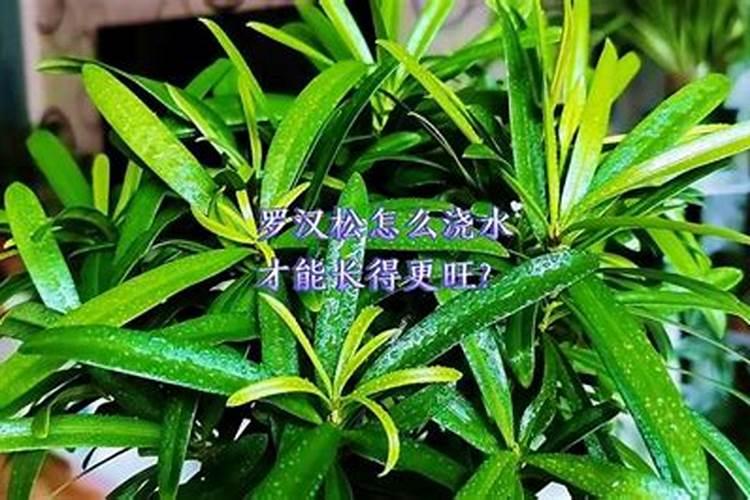 罗汉松施什么肥好,罗汉松施饼肥、粪肥最好