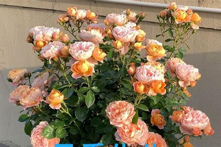 月季花施什么肥料好