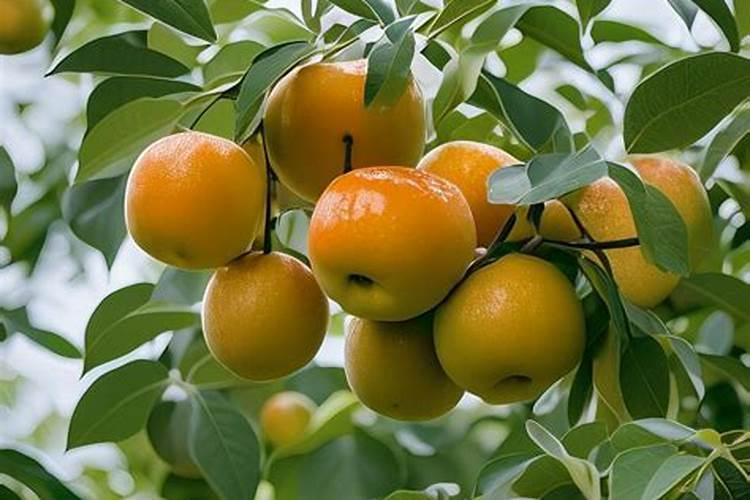 果树促花用什么叶面肥好？