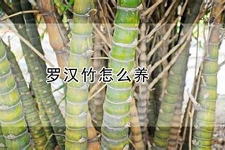 罗汉竹为什么不会长粗？