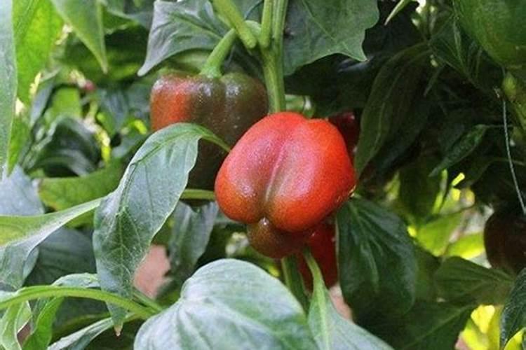 盆栽小彩椒的养殖技术