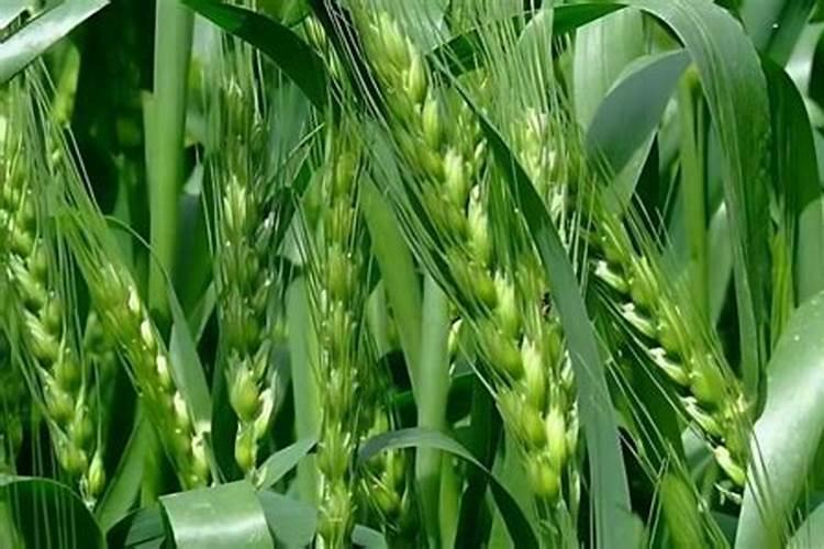 小麦返青第一遍药打什么药