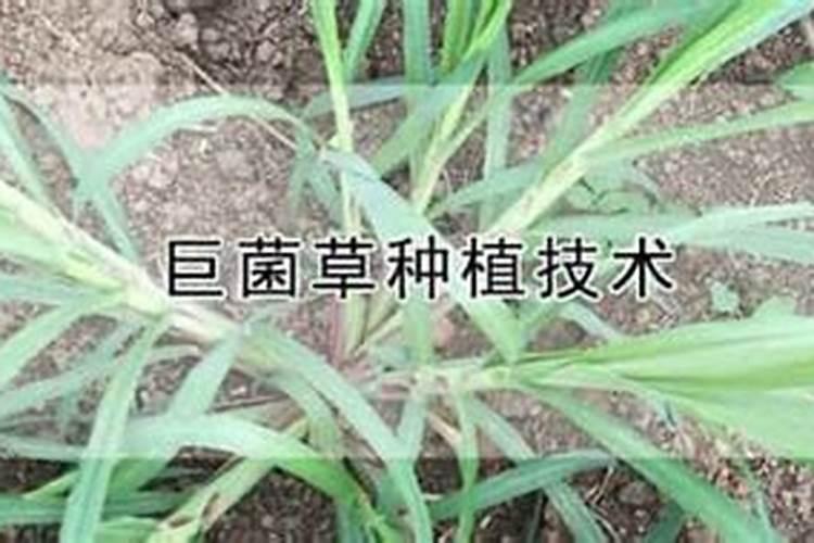 巨菌草种植技术和方法