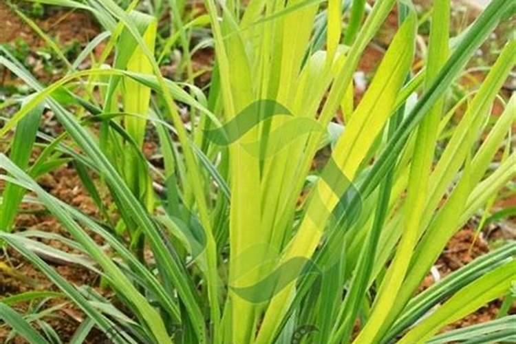 巨菌草养鹅技术