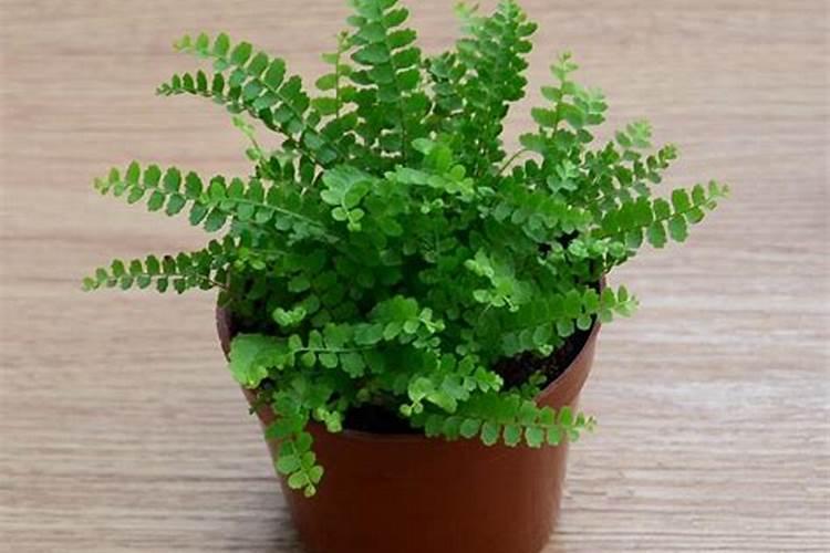 一叶蕨是什么植物