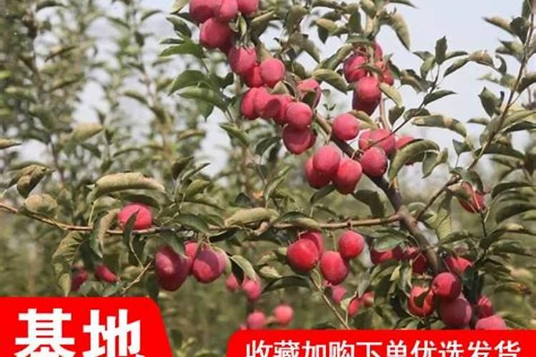 苹果树施肥有什么方法
