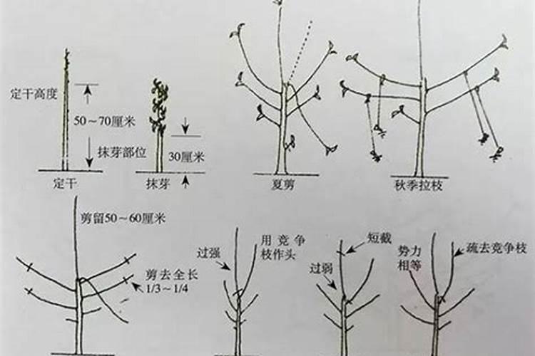 苹果结果期专用增产叶面肥料？苹果保花保果怎么用肥料？