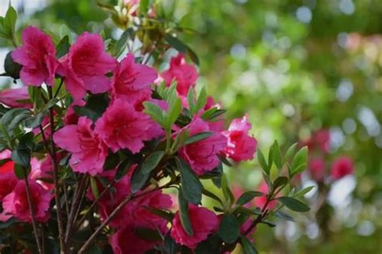 枙子花白粉病怎么冶？