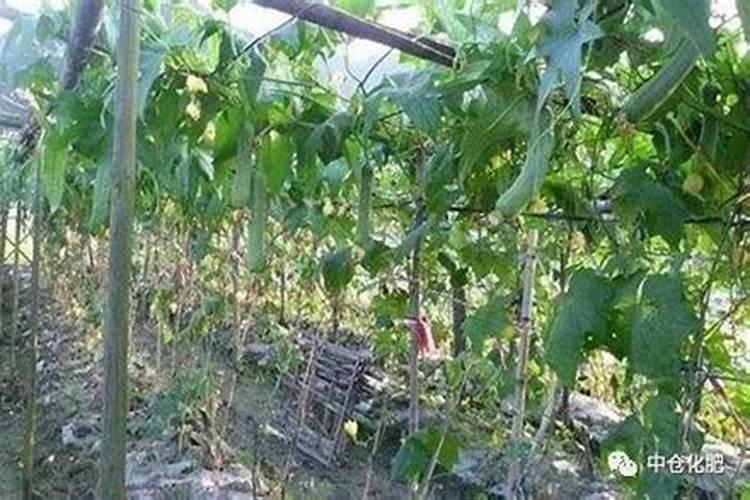 丝瓜中后期用什么肥料追肥