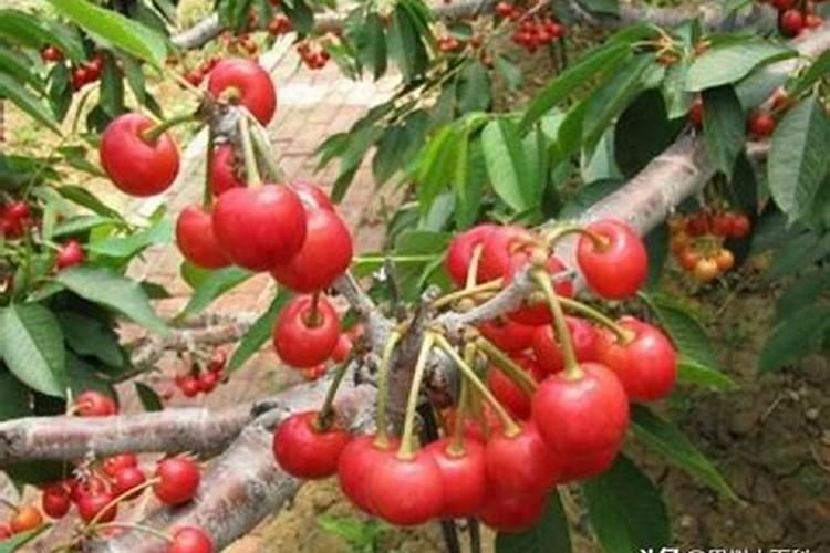 枇杷树每年分几个阶段施肥,每一个阶段该施什么肥？