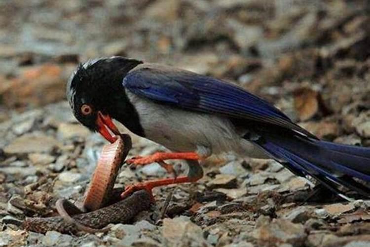 生菜最怕什么肥料