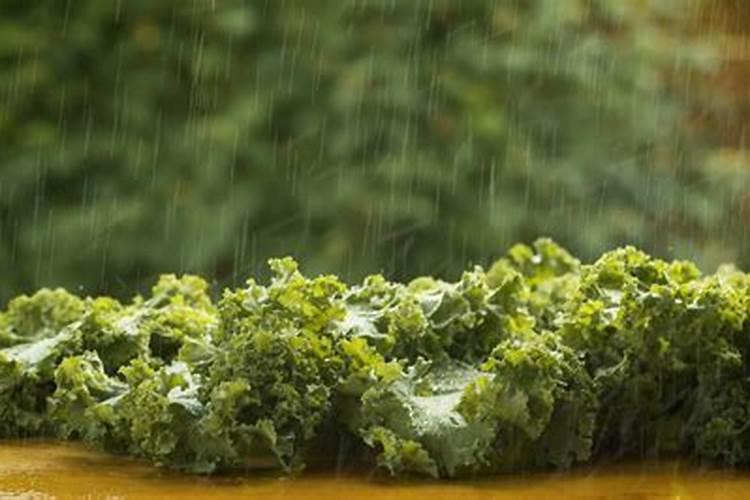 结球生菜在种植的时候,为什么不结球？