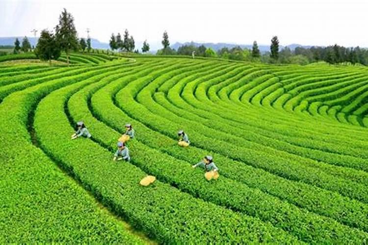 意料之外的增产效果,含氨基酸水溶肥料在茶叶上应用示范试验叶面肥...