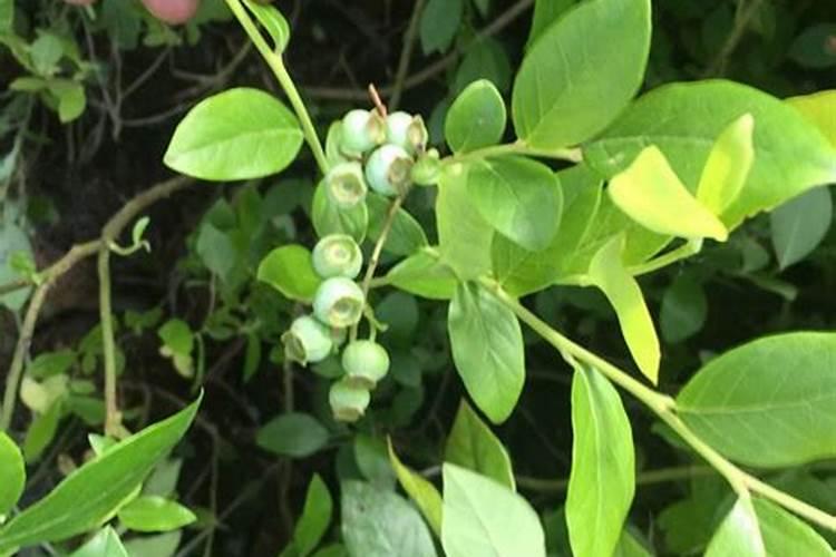 蓝莓施什么肥最好