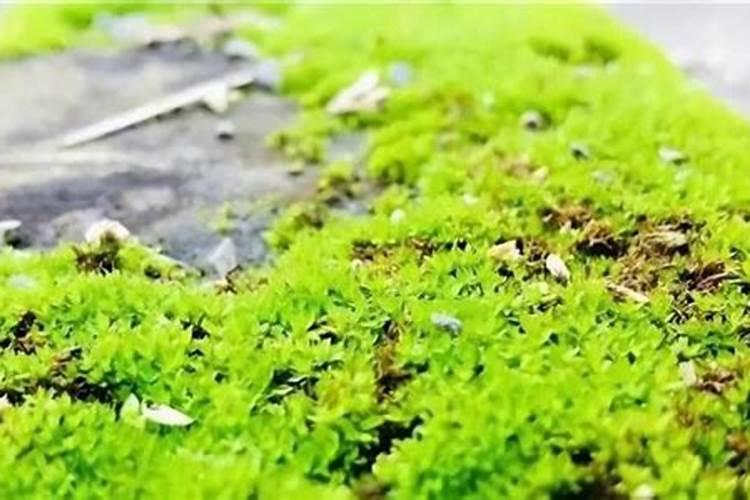 磷肥可以杀青苔吗