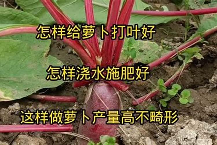 胡萝卜种植施肥与浇水方法
