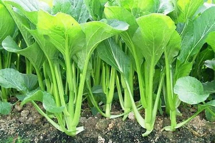 菜心怎么种才不招虫 种菜心不招虫方法