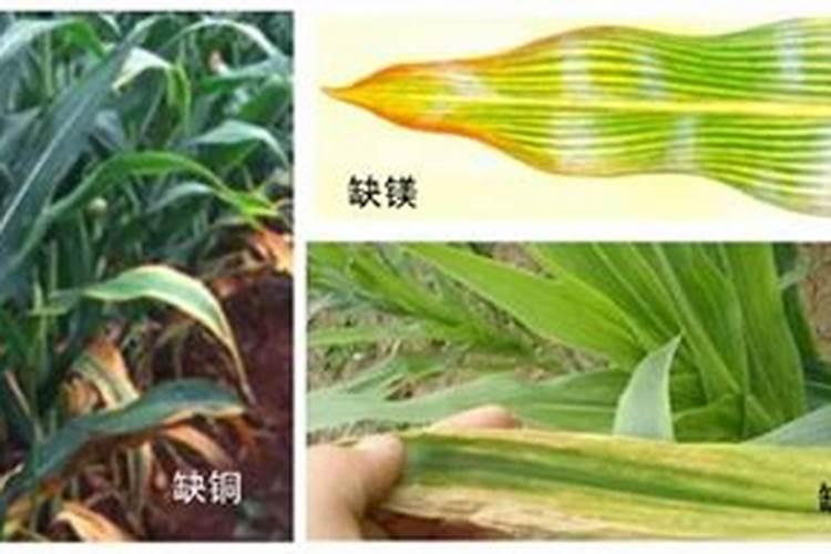 玉米什么时候打富硒最好？
