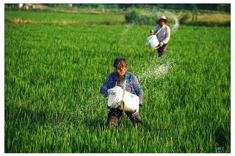 尿素、硫酸钾和钙镁磷肥可不可一起混合使用？