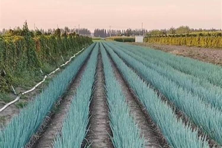 香葱的施肥方法和时间(香葱的种植方法用什么肥料)