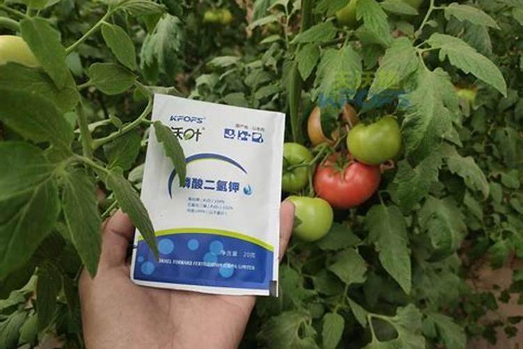 西红柿追肥用什么肥料好