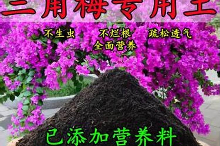 三角梅施肥什么肥最好 三角梅缺铁黄叶怎么追肥