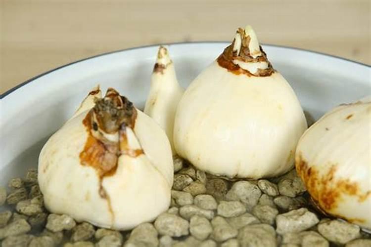 水培水仙花正确养法