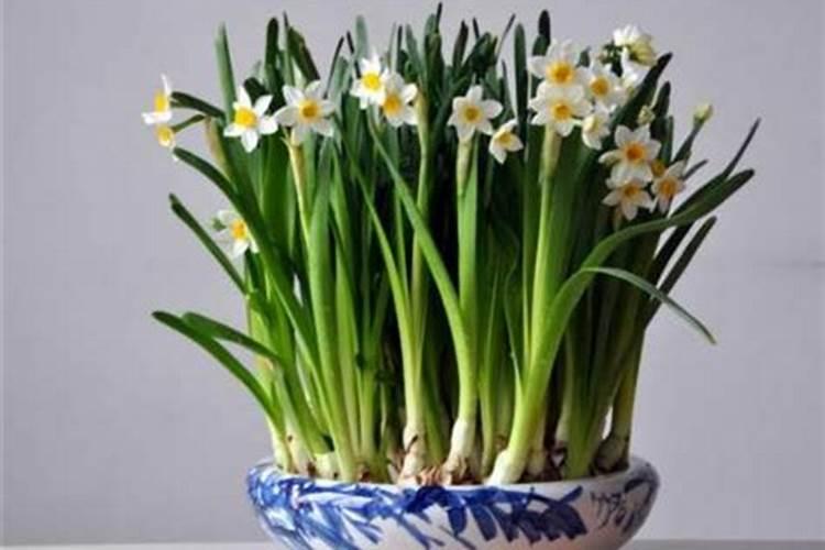 水仙花怎么施肥