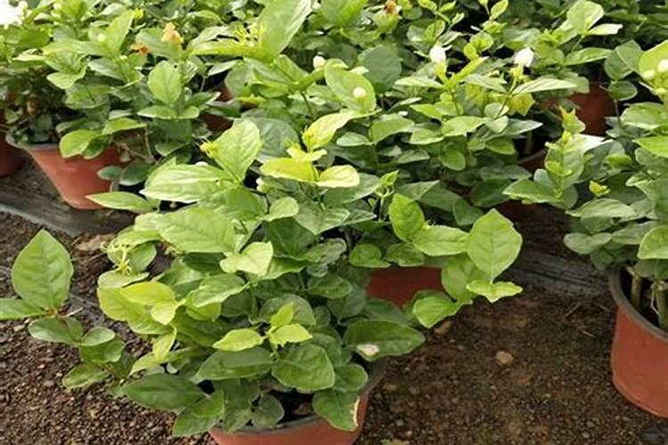 茉莉花施肥