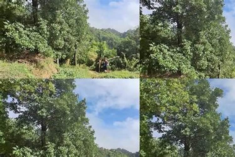 在栽种八角时,都有哪些注意事项要知道？