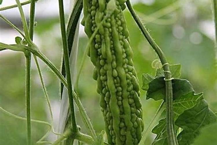 苦瓜禁用什么肥料 苦瓜禁止用什么肥料