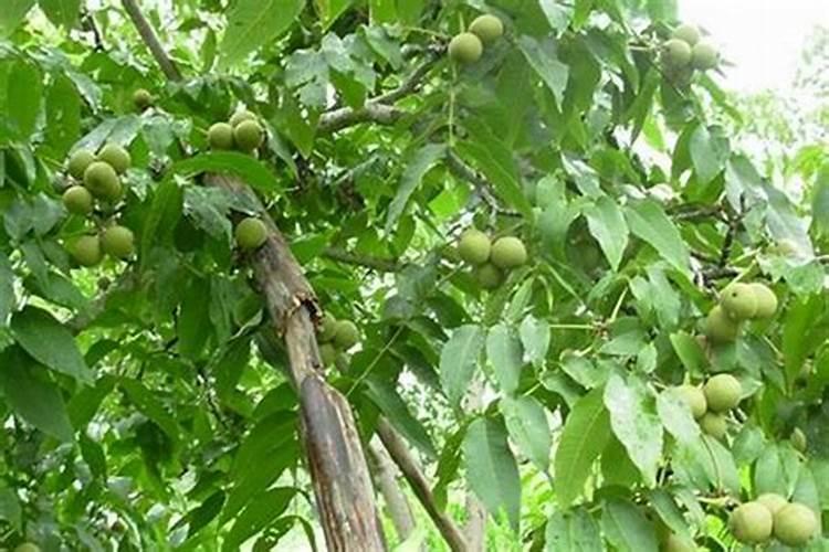 辣椒的种植需要什么肥料
