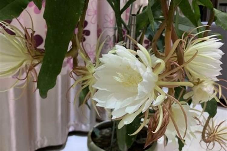 有什么方法可以让昙花长出侧芽？注意这些小技巧侧芽会长得多
